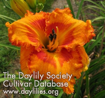 Daylily Vitamin C